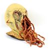 Image 8 : Doctor Who - Replica Ood head from The Impossible Planet / The Satan Pit (2006). Made from rubber la