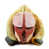 Image 2 : Doctor Who - Terror of the Vervoids (1986), Vervoid head and hands pulled from the original mould. T