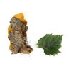 Image 1 : The Day of the Triffids (1981) - Original Triffid plant section with leaf, 20cm.