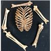 Image 1 : Terminator 2: Judgment Day (1991) - Miniature Skeletal Collection - Lot C