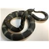 Image 2 : Raiders of the Lost Ark (1981) - Cobra Snake
