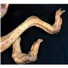 Image 2 : The Burrowers (2008) - Full Size Burrower Creature
