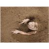 Image 8 : The Burrowers (2008) - Full Size Burrower Creature