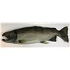 Image 2 : The Three Stooges (2012) - Prop Salmon Fish