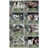 Image 1 : Caddyshack (Orion, 1980). Lobby Card Set of 8 (11