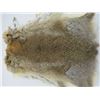 Image 4 : 2 JUMBO BROWN RABBIT PELTS