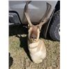 Image 2 : HAT RACK (ANTELOPE)