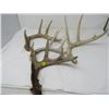 Image 1 : LOT OF DEER SHEDS AND HORNS