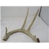Image 2 : LOT OF DEER SHEDS AND HORNS