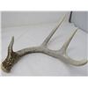 Image 4 : LOT OF DEER SHEDS AND HORNS