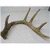 Image 5 : LOT OF DEER SHEDS AND HORNS