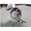 Image 3 : GAS STATION LIGHT (VINTAGE) *WHITE PORCELAIN*