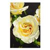 Image 1 : Beauty Rose by Stiltz, Thomas