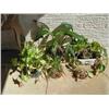 Image 1 : POTTED PLANTS