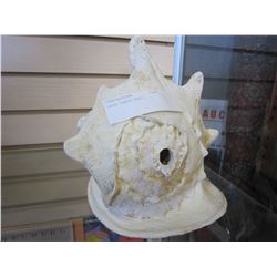 LARGE CONCH SHELL