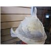Image 2 : LARGE CONCH SHELL