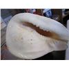 Image 3 : LARGE CONCH SHELL