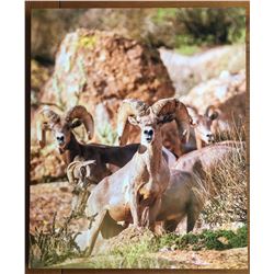 AZ Desert Sheep Print