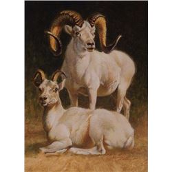 Ezra Tucker - Dahl Ram & Ewe