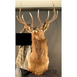 Elk Mount 5 points with eye guard