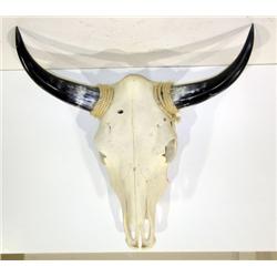 Long Horn Steer  Head