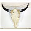 Image 1 : Long Horn Steer  Head