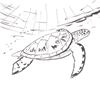 Image 2 : Wyland - "Sea Turtle" Framed Original Sketch, Hand Signed with Certificate of Authenticity.