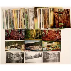Santa Cruz, CA Big Trees Postcards  (102691)