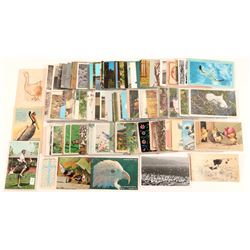 Bird Postcard Collection  (102658)