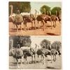 Image 1 : San Jose, CA Ostrich Farm Postcards  (90774)
