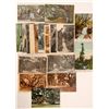 Image 1 : UC Berkeley Garden Postcards  (90783)