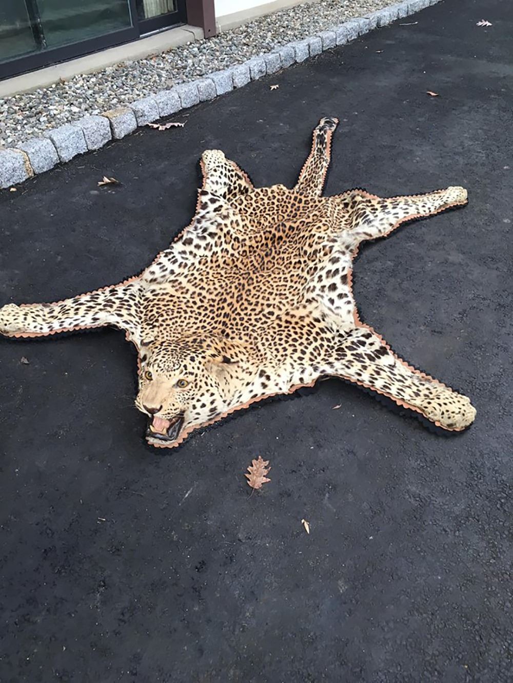 Vintage African Leopard Skin Rug Taxidermy