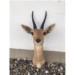 African Reedbuck Mount