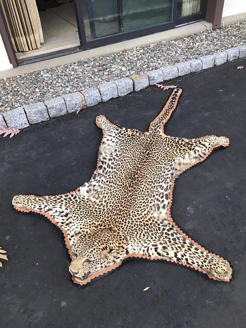 Vintage African Leopard Skin Rug Taxidermy