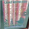 Image 2 : REDWOOD NATION PARK ADVERT