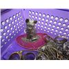 Image 2 : PURPLE BASKET W/ VINTAGE JEWELERY, RINGS, NECKLACES, ETC
