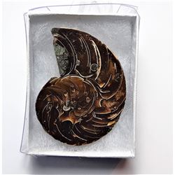 6)  NATURAL NAUTILUS AMONITE FOSSIL