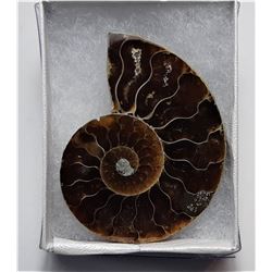 5) NATURAL NAUTILUS AMMONITE FOSSIL