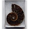 Image 1 : 5) NATURAL NAUTILUS AMMONITE FOSSIL