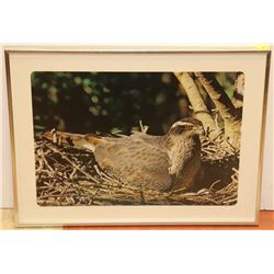 PAIR OF LARGE MATTED FRAMED PHEASANT PRINT
