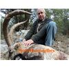 Image 5 : 6 Day BECEITE Ibex Ibex hunt for 2 Hunters with Spain Hunting Ibex – Includes 2 BECEITE Ibex