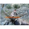 Image 7 : 6 Day BECEITE Ibex Ibex hunt for 2 Hunters with Spain Hunting Ibex – Includes 2 BECEITE Ibex