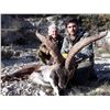 Image 9 : 6 Day BECEITE Ibex Ibex hunt for 2 Hunters with Spain Hunting Ibex – Includes 2 BECEITE Ibex