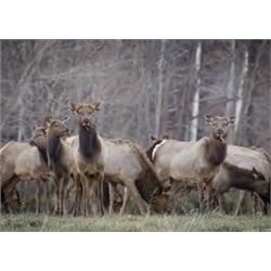 3 Day Premium Guided Cow Elk Hunt on Vermejo Park Ranch for 1 hunter & 1 non-hunter