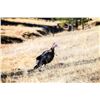Image 2 : Spring Turkey Hunt and Fishing Package 4-night, 3-day for 2 at Vermejo Park Ranch, Raton, New Mexico