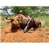 Image 2 : Golden Wildebeest and Blue Wildebeest for two hunters 7-day Safari