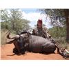 Image 3 : Golden Wildebeest and Blue Wildebeest for two hunters 7-day Safari