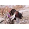 Image 2 : Pheasant Hunt for 4 Hunters and 4 Non-Hunters Includes 100 Birds