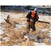 Image 4 : Pheasant Hunt for 4 Hunters and 4 Non-Hunters Includes 100 Birds