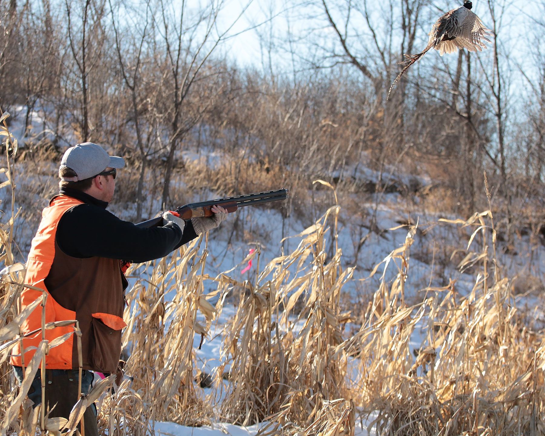 Pheasant Hunt for 4 Hunters and 4 NonHunters Includes 100 Birds